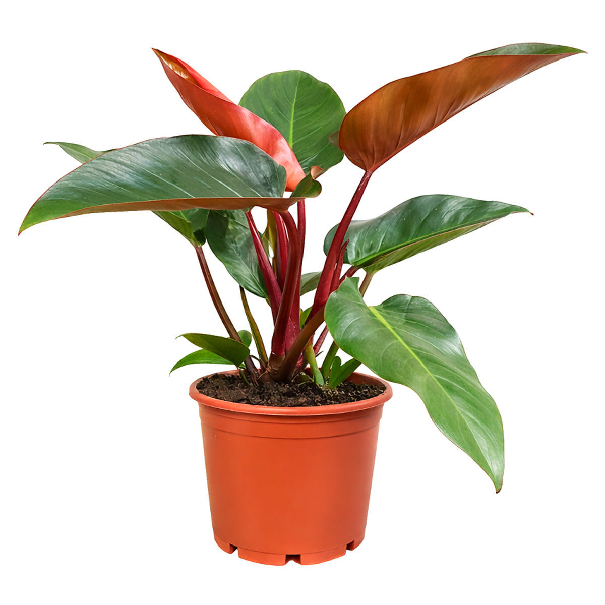 philodendron congo emerald Philodendron Rojo Congo