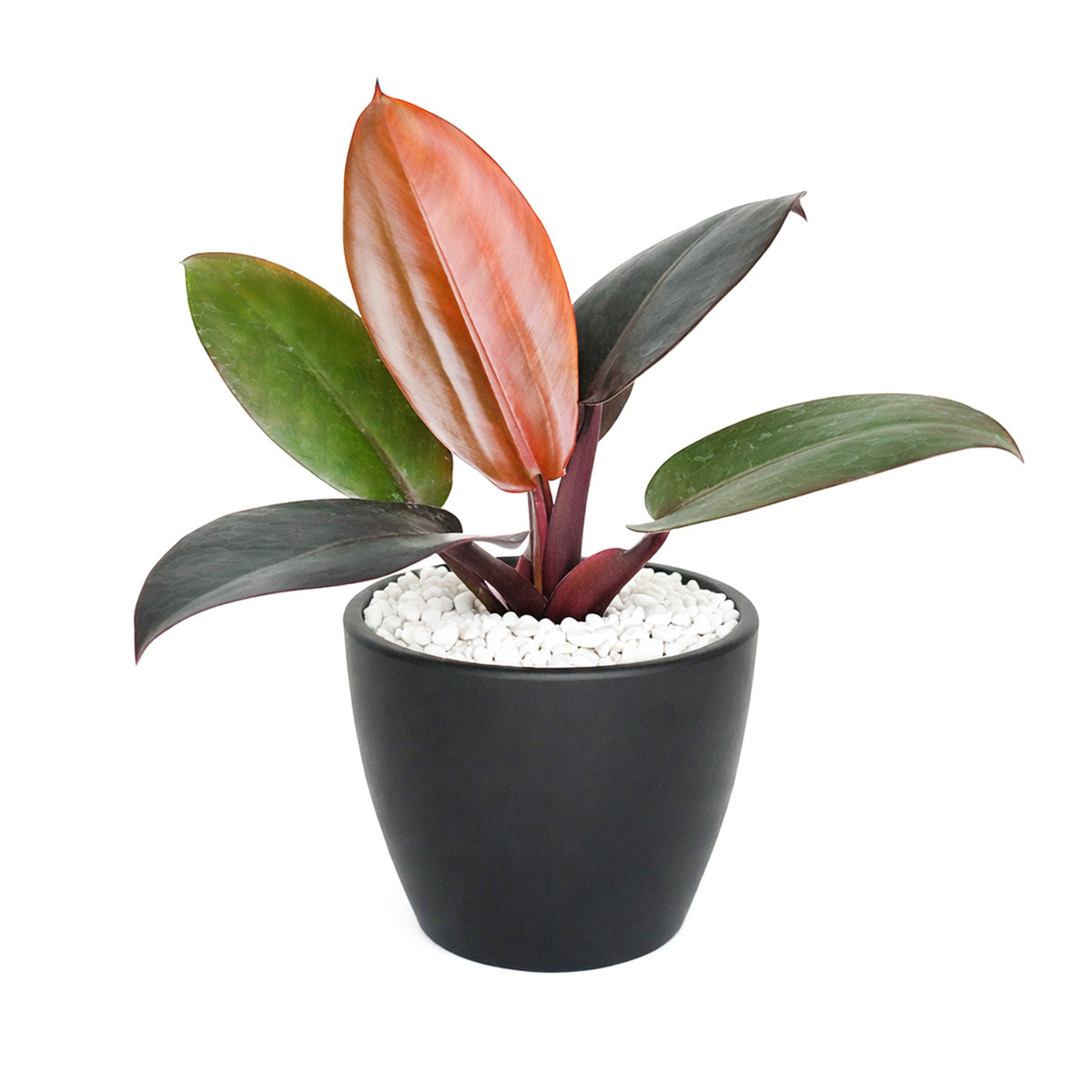 Philodendron Rojo Congo, Colorful Foliage Houseplants, Indoor Houseplants, Easy Care Houseplants, How to Care for Philodendron Rojo Congo