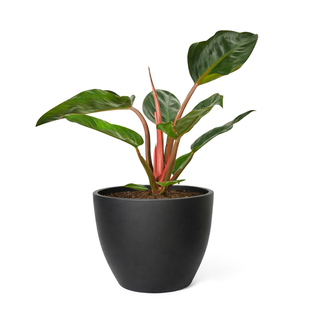 Philodendron Rojo Congo, Colorful Foliage Houseplants, Indoor Houseplants, Easy Care Houseplants, How to Care for Philodendron Rojo Congo