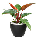 Philodendron Rojo Congo, Colorful Foliage Houseplants, Indoor Houseplants, Easy Care Houseplants, How to Care for Philodendron Rojo Congo