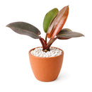 Philodendron Rojo Congo, Colorful Foliage Houseplants, Indoor Houseplants, Easy Care Houseplants, How to Care for Philodendron Rojo Congo