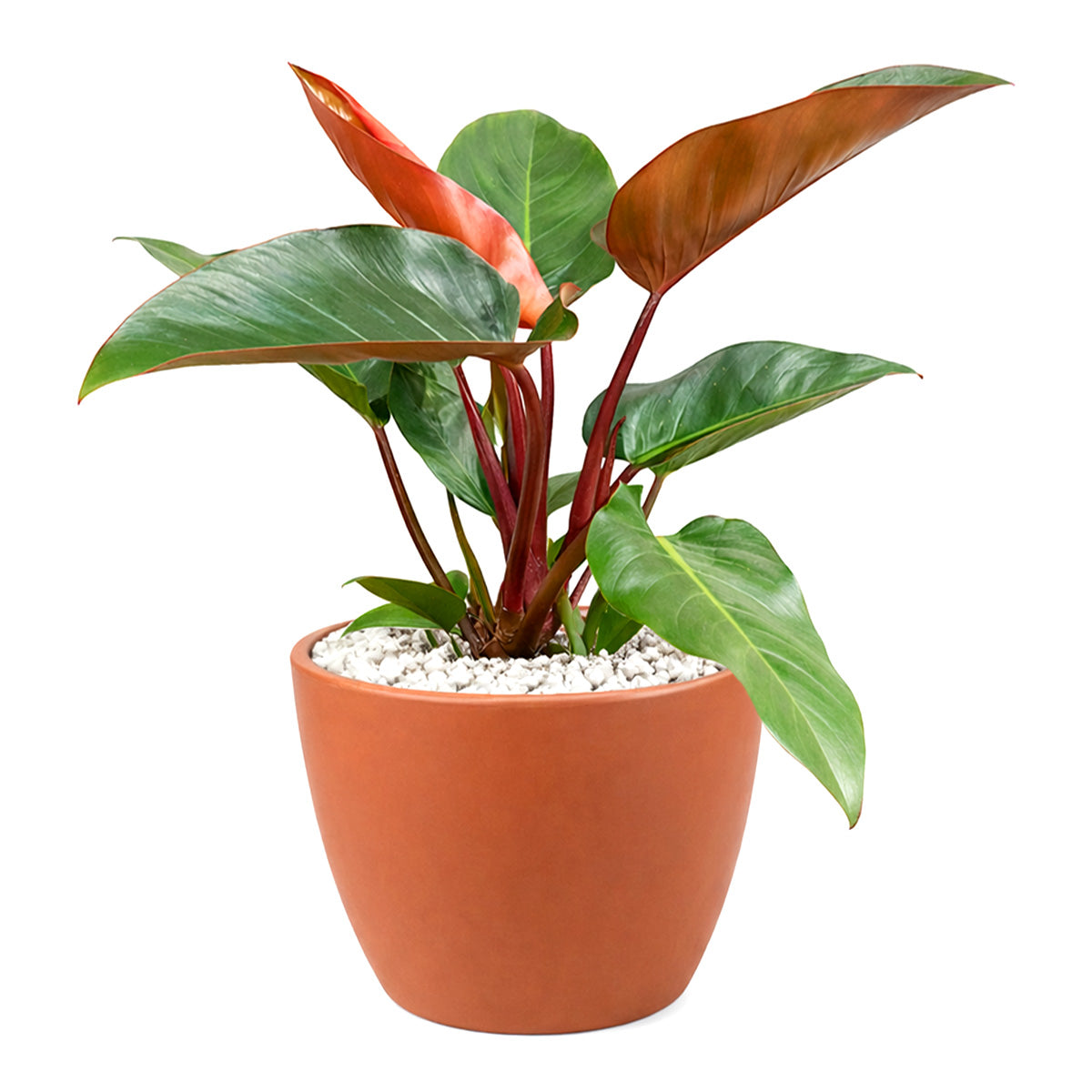 Philodendron Rojo Congo, Colorful Foliage Houseplants, Indoor Houseplants, Easy Care Houseplants, How to Care for Philodendron Rojo Congo