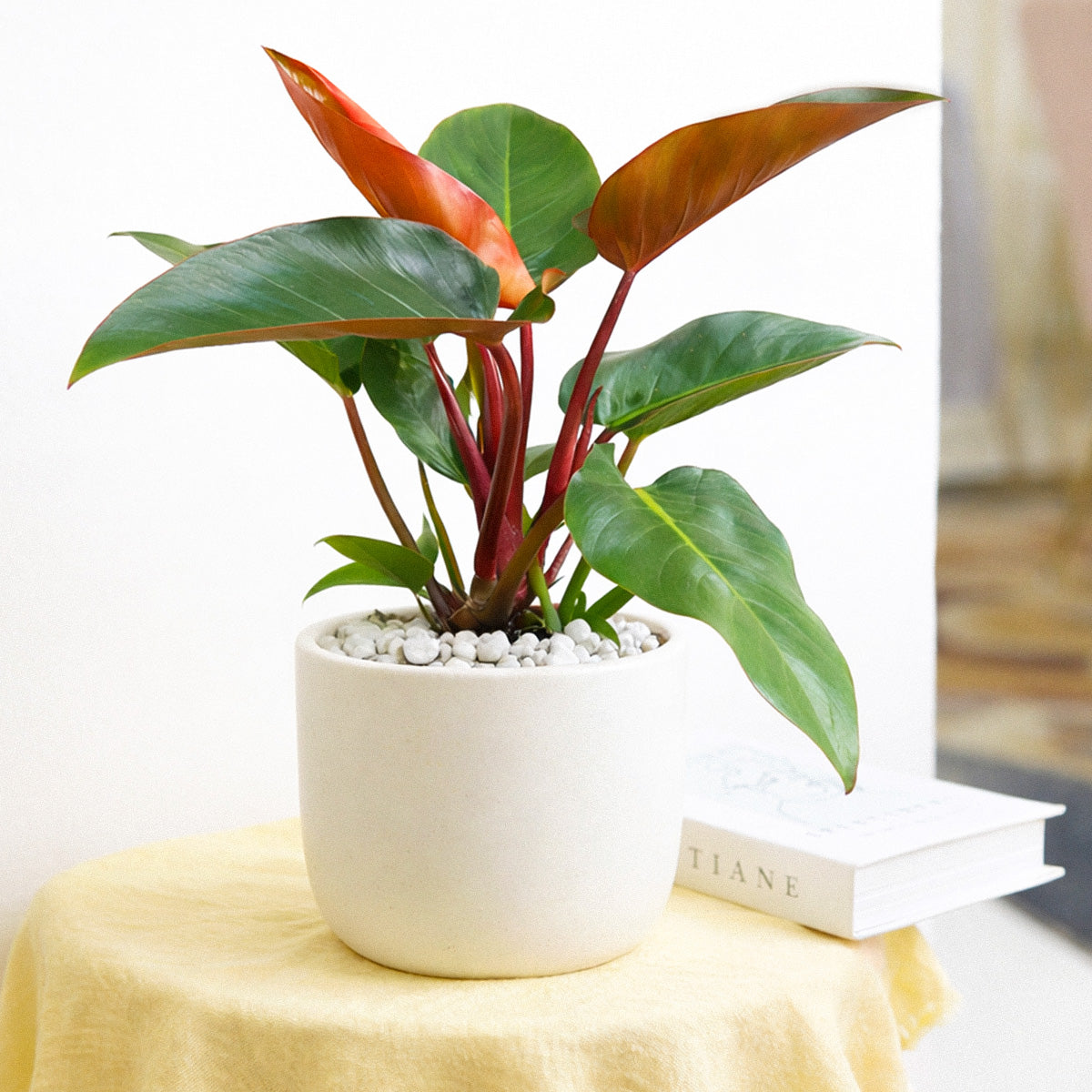 Philodendron Rojo Congo, Colorful Foliage Houseplants, Indoor Houseplants, Easy Care Houseplants, How to Care for Philodendron Rojo Congo