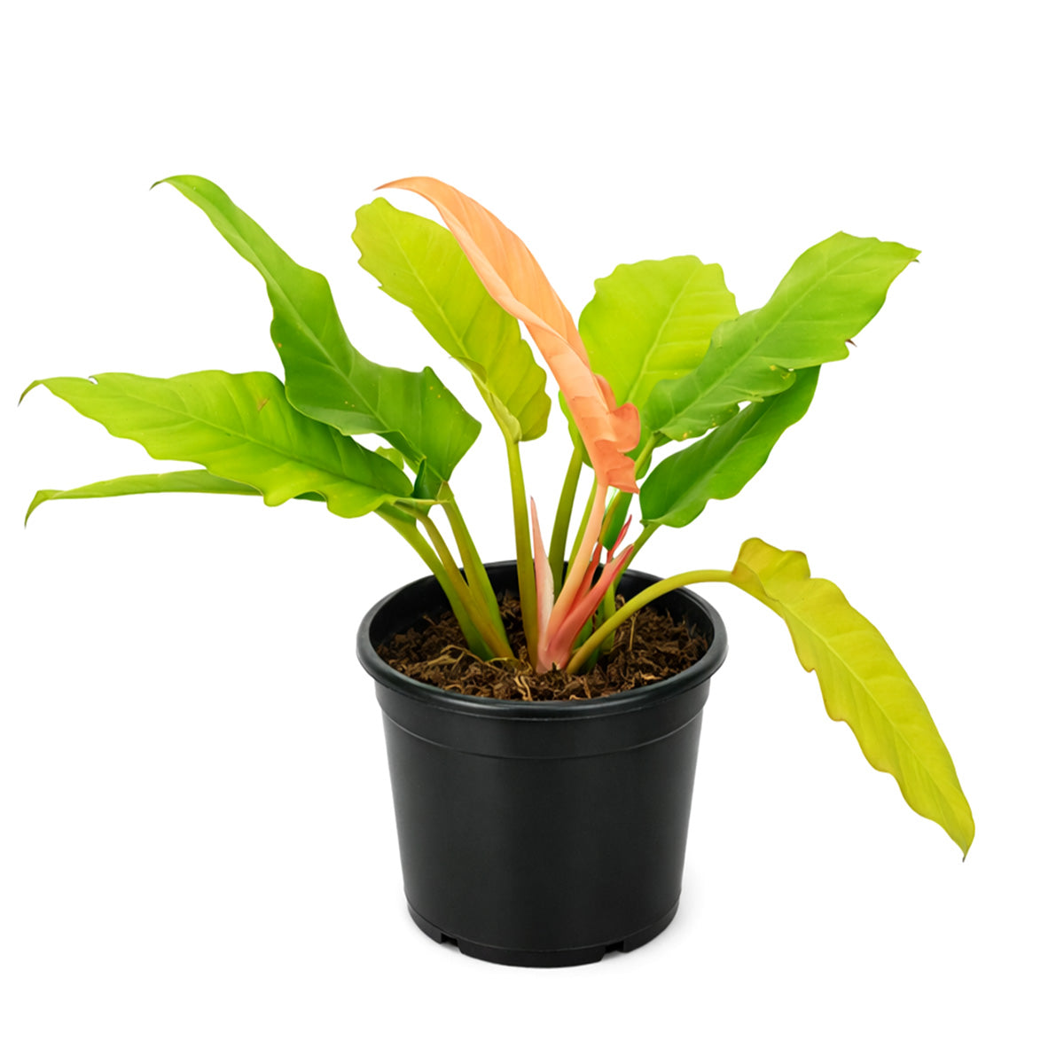 Philodendron Golden Crocodile, Eye-catching plants, Trendy Live Houseplants, 4 inch houseplants, live plants for sale