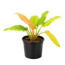 Philodendron Golden Crocodile, Eye-catching plants, Trendy Live Houseplants, 4 inch houseplants, live plants for sale