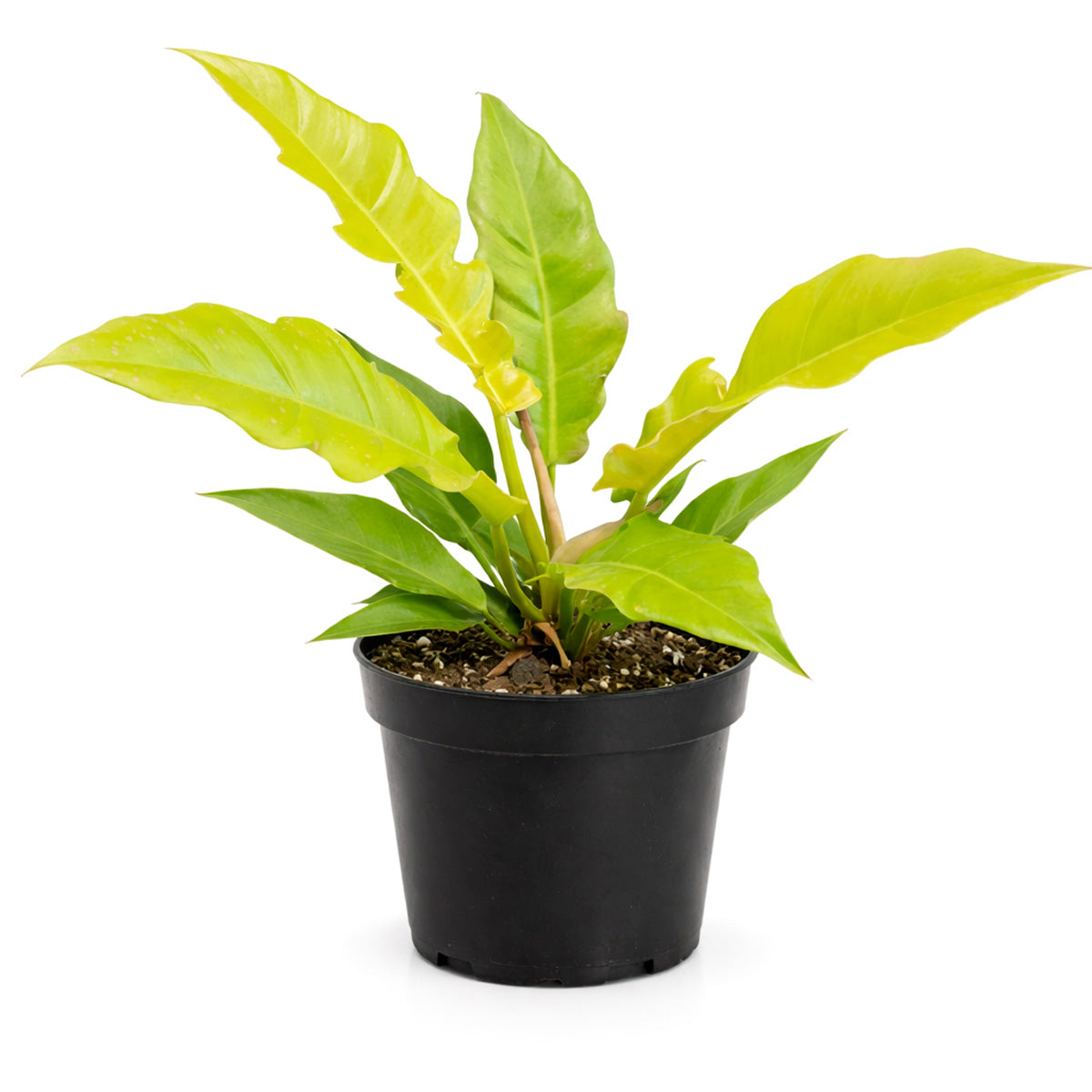 Philodendron Golden Crocodile, Eye-catching plants, Trendy Live Houseplants, 4 inch houseplants, live plants for sale