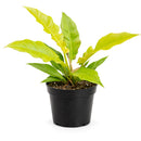Philodendron Golden Crocodile, Eye-catching plants, Trendy Live Houseplants, 4 inch houseplants, live plants for sale
