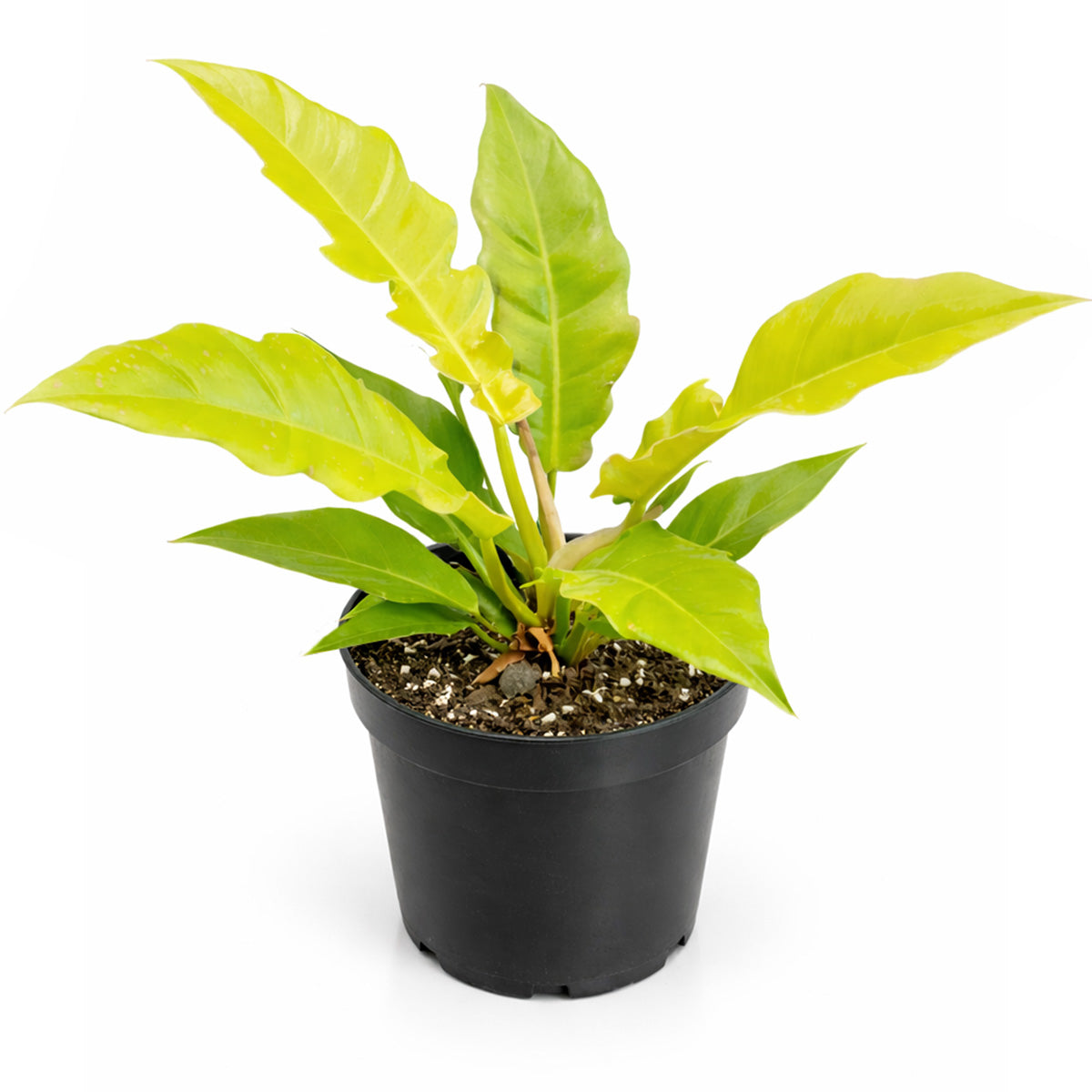 Philodendron Golden Crocodile, Eye-catching plants, Trendy Live Houseplants, 4 inch houseplants, live plants for sale