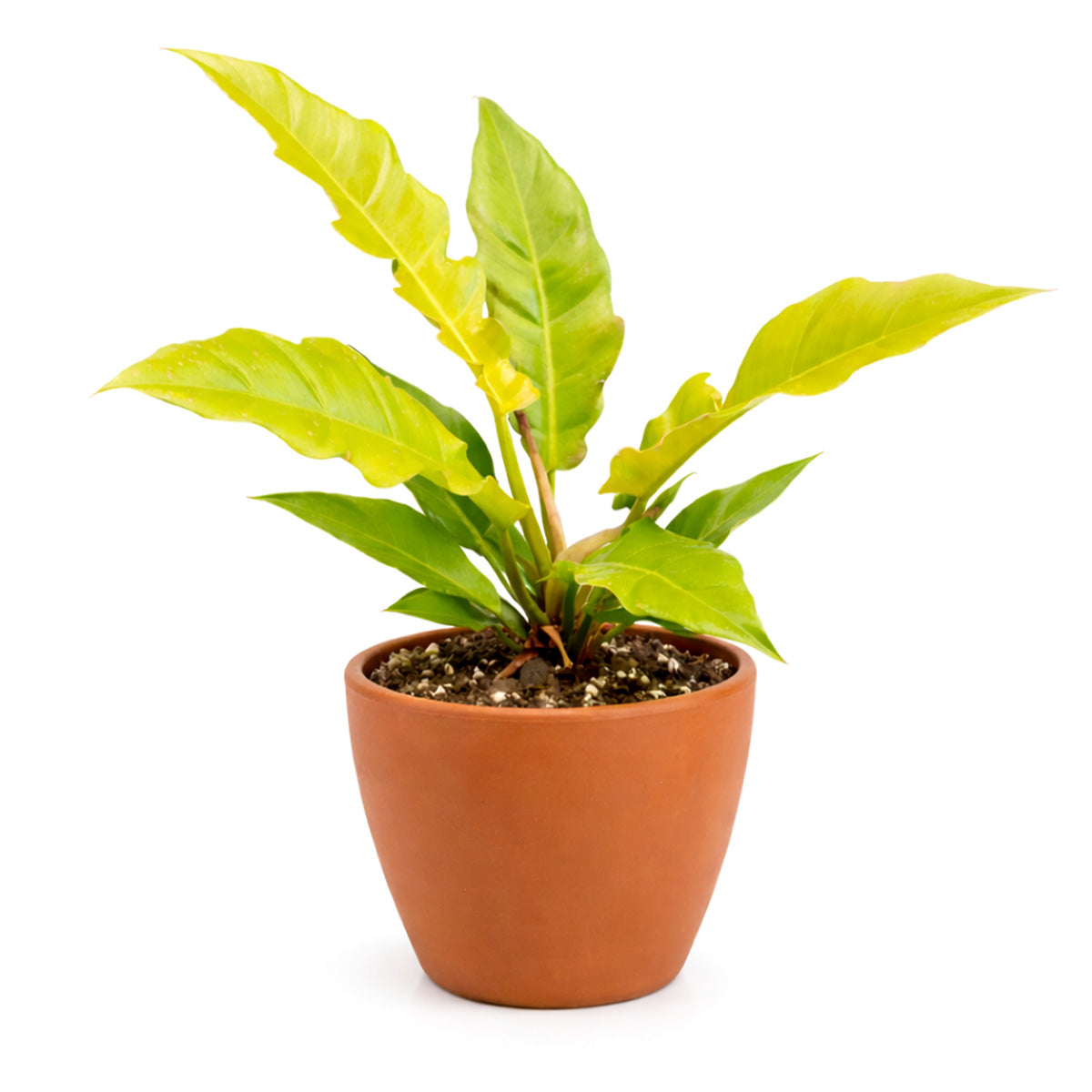Philodendron Golden Crocodile, Eye-catching plants, Trendy Live Houseplants, 4 inch houseplants, live plants for sale