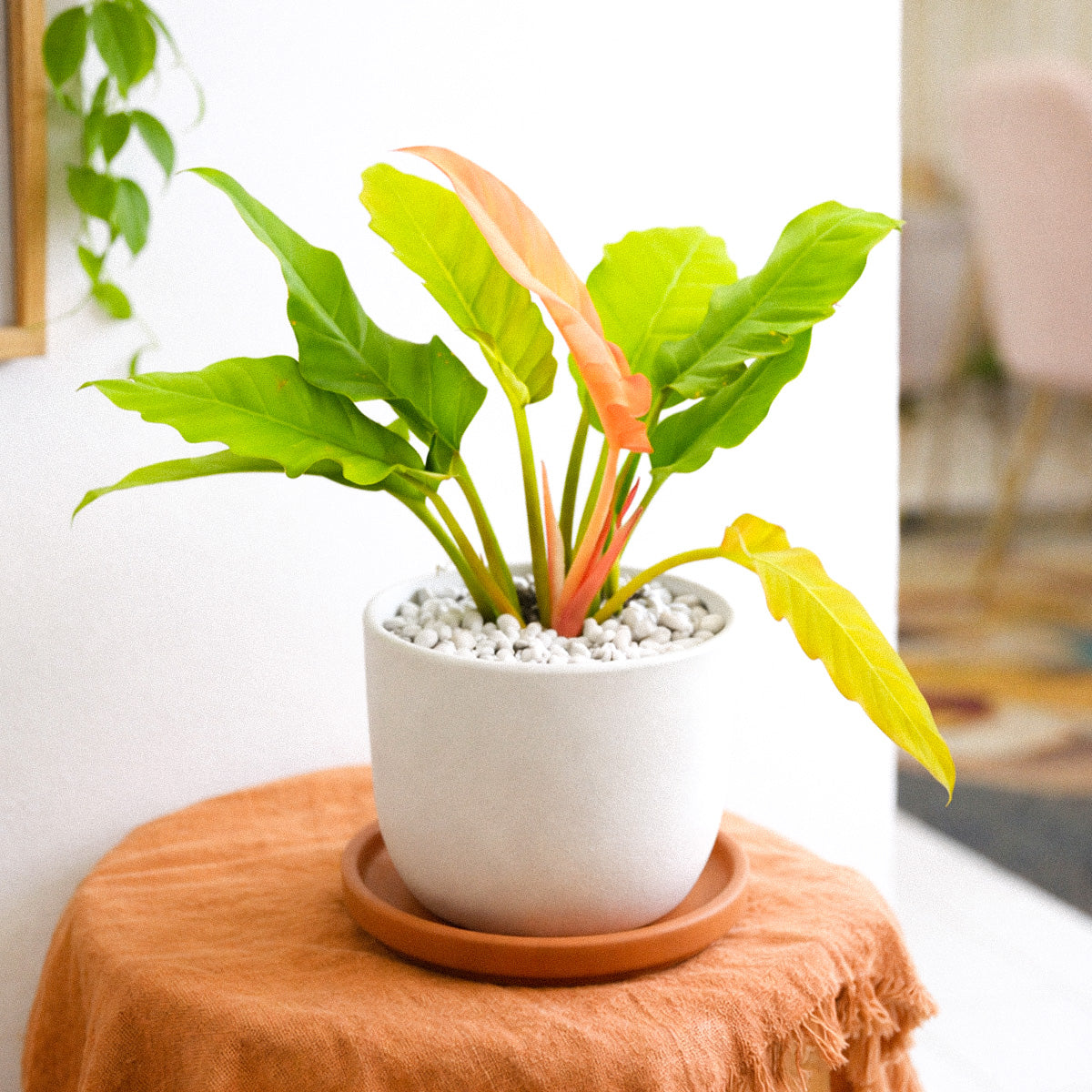 golden crocodile philodendron Philodendron 'Golden Crocodile'