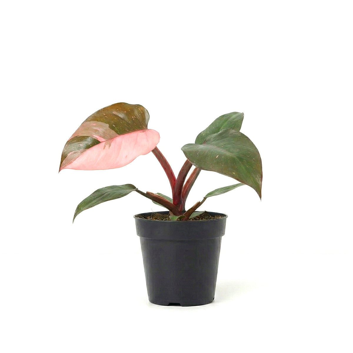 Philodendron Pink Princess, Pink Princess Philodendron, Rare houseplant, Variegated philodendron