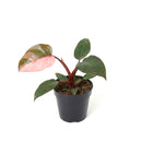 Philodendron Pink Princess, Pink Princess Philodendron, Rare houseplant, Variegated philodendron
