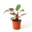 Philodendron Pink Princess, Pink Princess Philodendron, Rare houseplant, Variegated philodendron