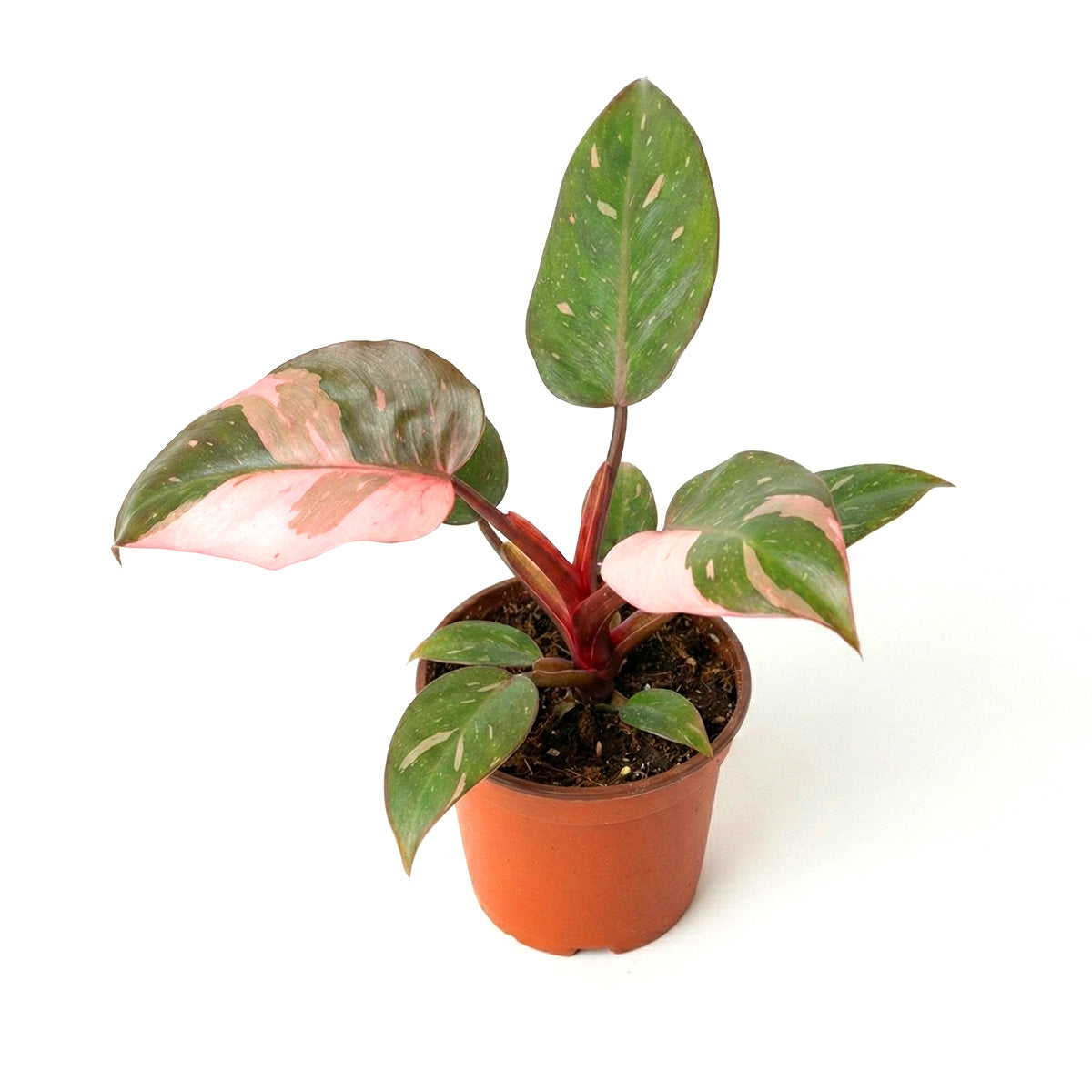 Philodendron Pink Princess, Pink Princess Philodendron, Rare houseplant, Variegated philodendron