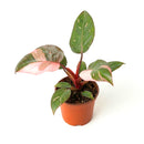 Philodendron Pink Princess, Pink Princess Philodendron, Rare houseplant, Variegated philodendron