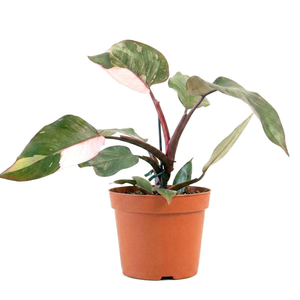Philodendron Pink Princess, Pink Princess Philodendron, Rare houseplant, Variegated philodendron