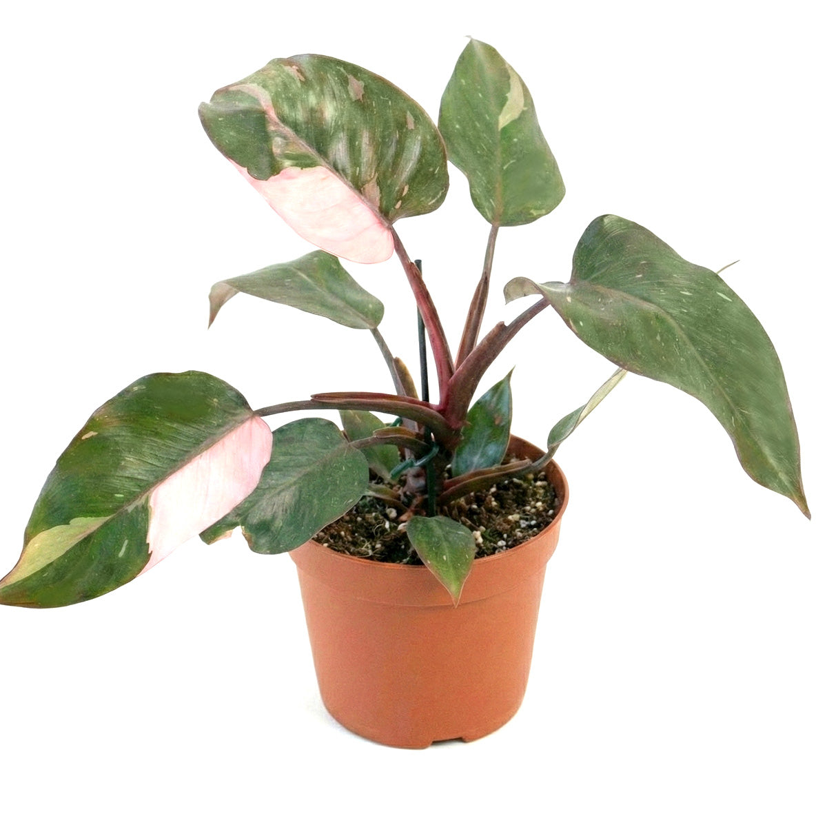 Philodendron Pink Princess, Pink Princess Philodendron, Rare houseplant, Variegated philodendron