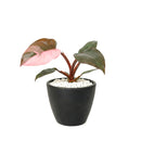 Philodendron Pink Princess, Pink Princess Philodendron, Rare houseplant, Variegated philodendron