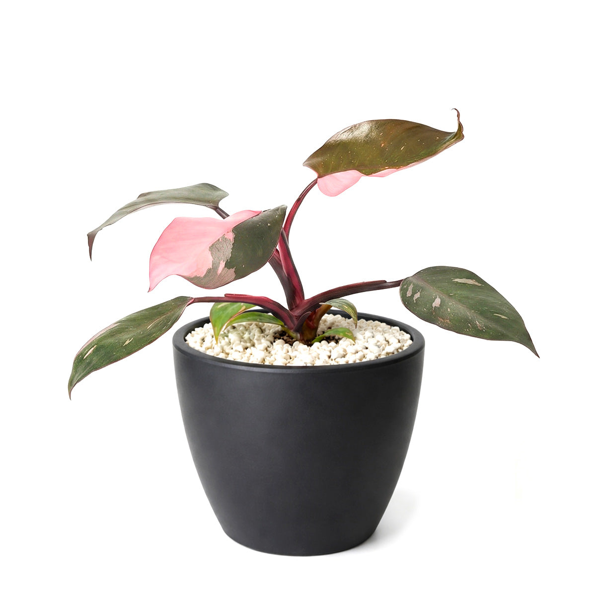 philodendron black pink Philodendron 'Pink Princess'