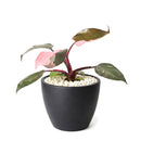 Philodendron Pink Princess, Pink Princess Philodendron, Rare houseplant, Variegated philodendron