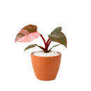 Philodendron Pink Princess, Pink Princess Philodendron, Rare houseplant, Variegated philodendron