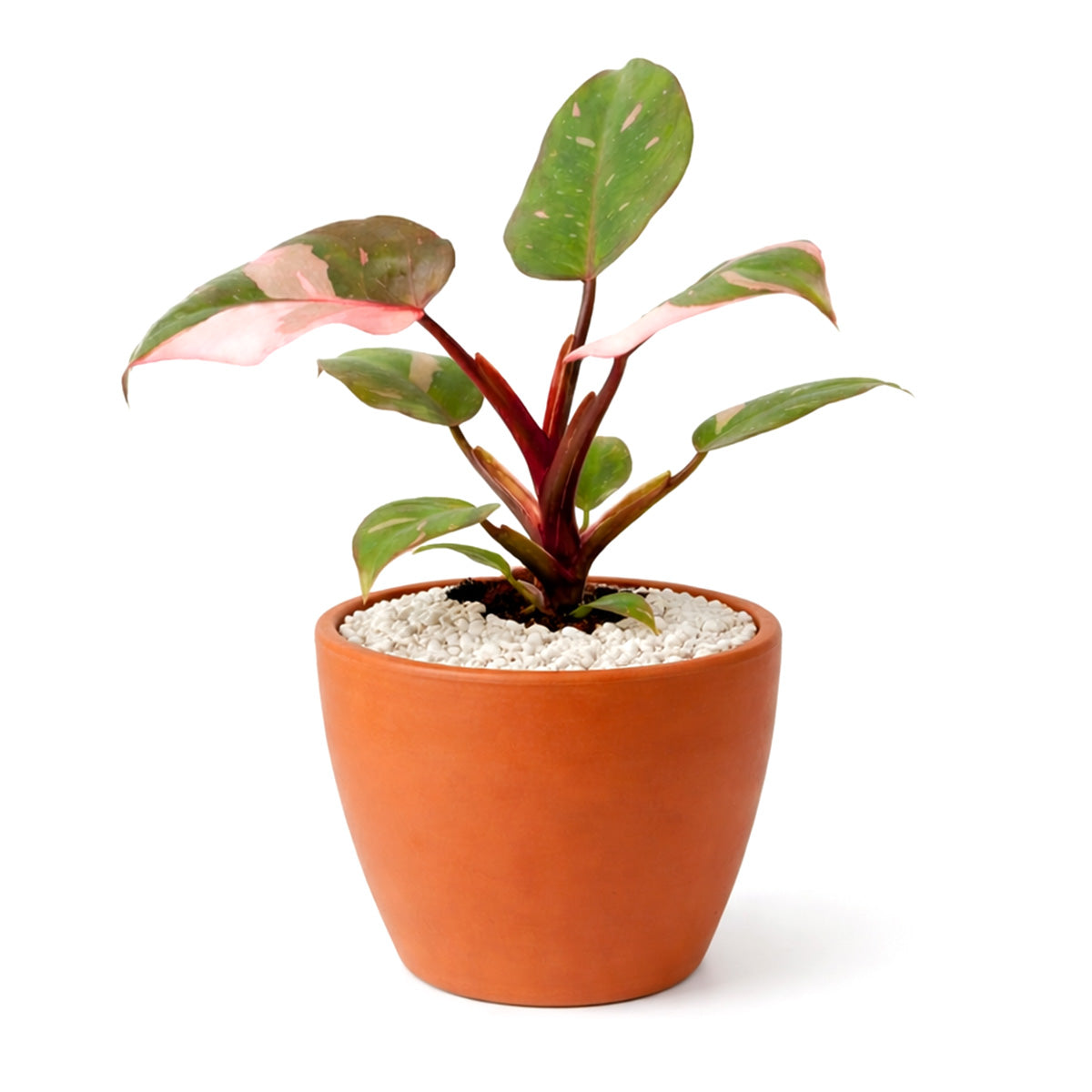 Philodendron Pink Princess, Pink Princess Philodendron, Rare houseplant, Variegated philodendron