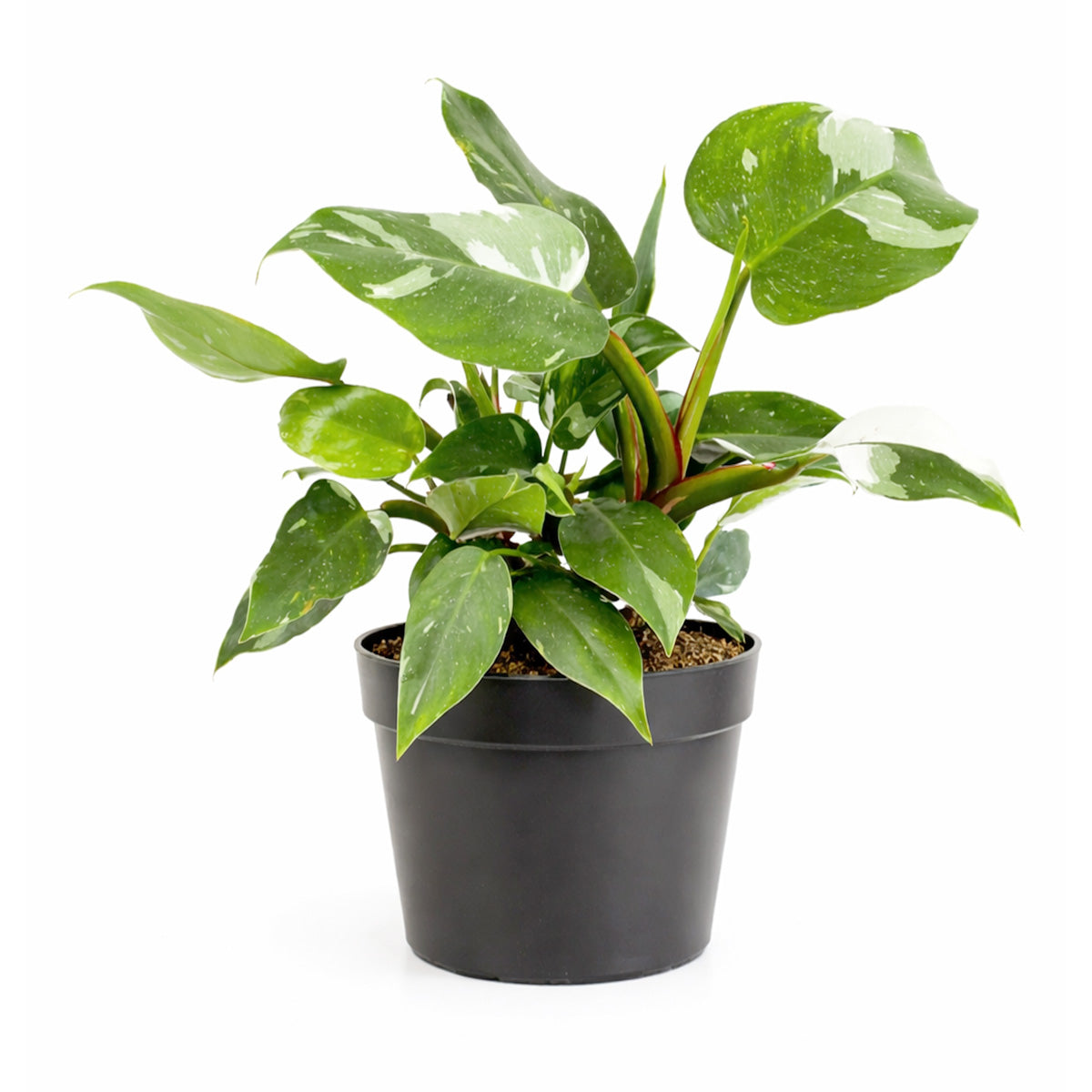 Philodendron 'White Princess' for sale, shop Philodendron 'White Princess' online, plant shops in ca