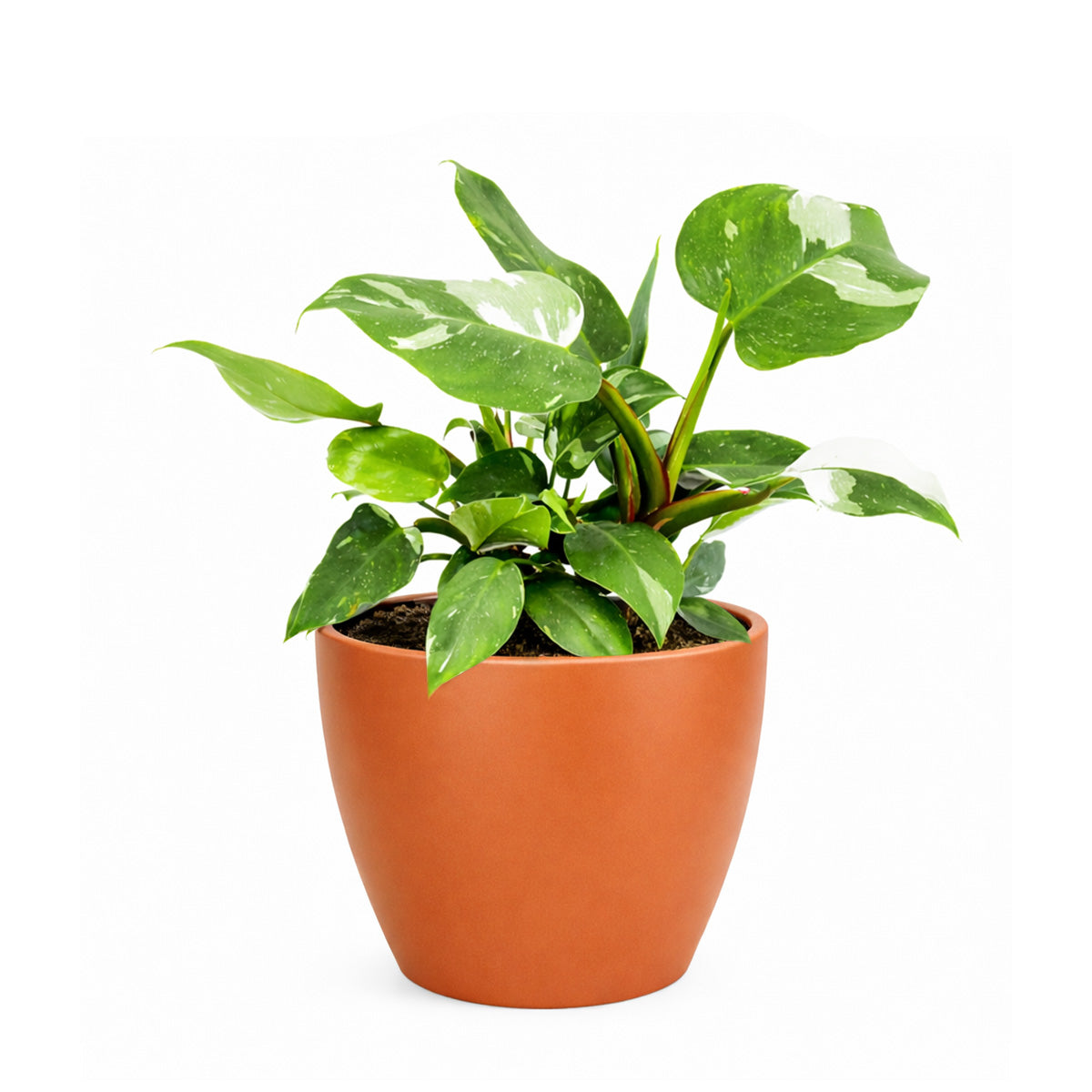 Philodendron 'White Princess' for sale, shop Philodendron 'White Princess' online, plant shops in ca