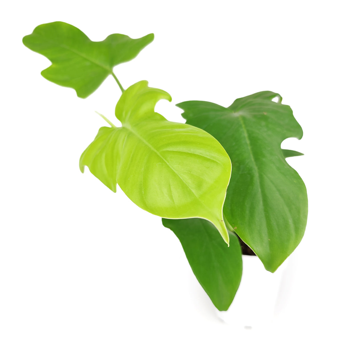 philodendron aurea gold Philodendron Bipennifolium Aurea 'Golden Violin' - Rare Golden Violin