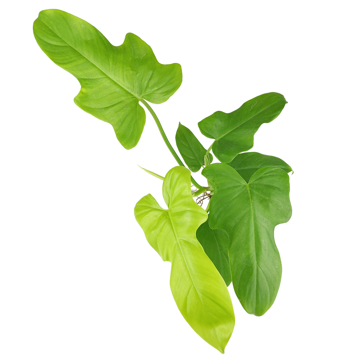 philodendron bipennifolium aurea care Philodendron Bipennifolium Aurea 'Golden Violin' - Rare Golden Violin