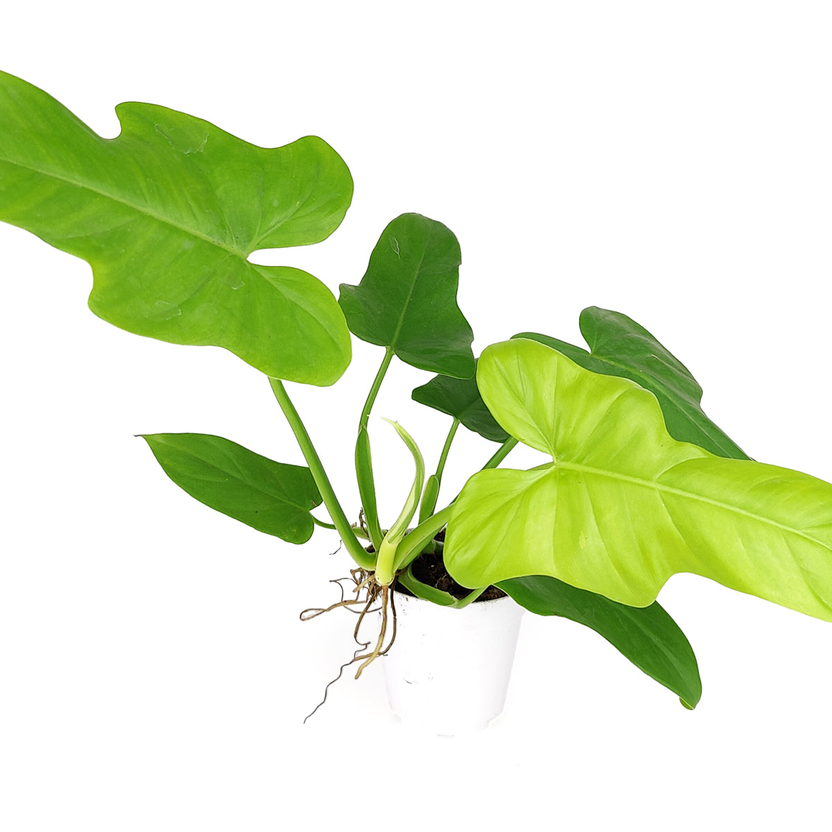 philodendron aurea golden Philodendron Bipennifolium Aurea 'Golden Violin' - Rare Golden Violin