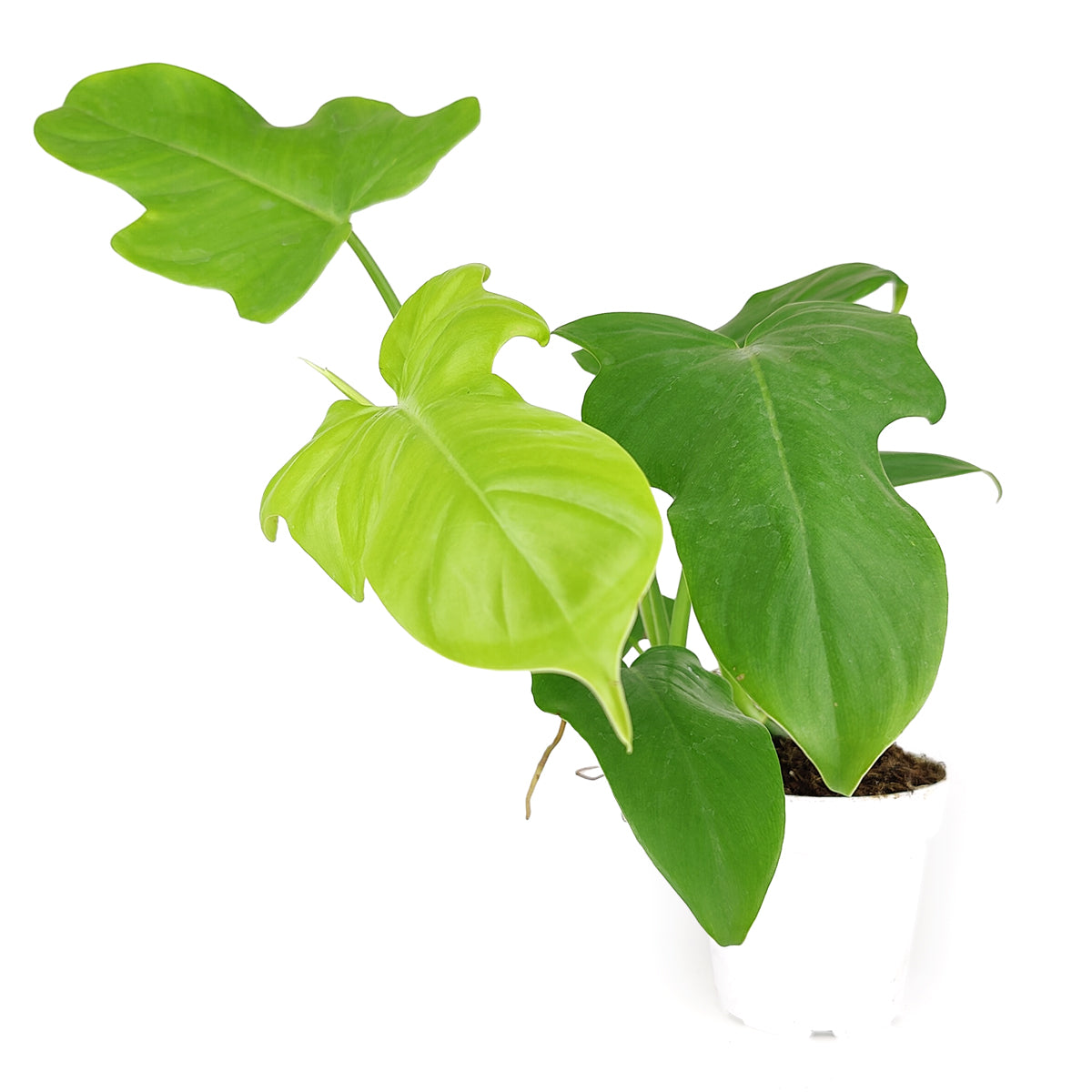 golden violin philodendron Philodendron Aurea 'Golden Violin'