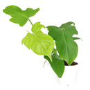 philodendron bipennifolium care, philodendron bipennifolium types, philodendron bipennifolium gold violin, philodendron bipennifolium aurea care