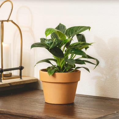birkin philodendron for sale 6