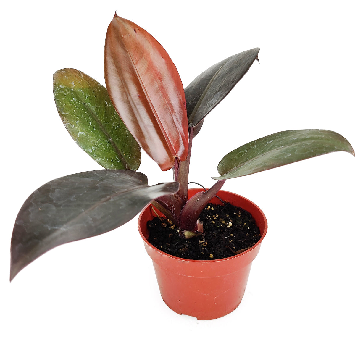 philodendron brazil red leaves Philodendron Rojo Congo - How to Care for Philodendron Rojo Congo