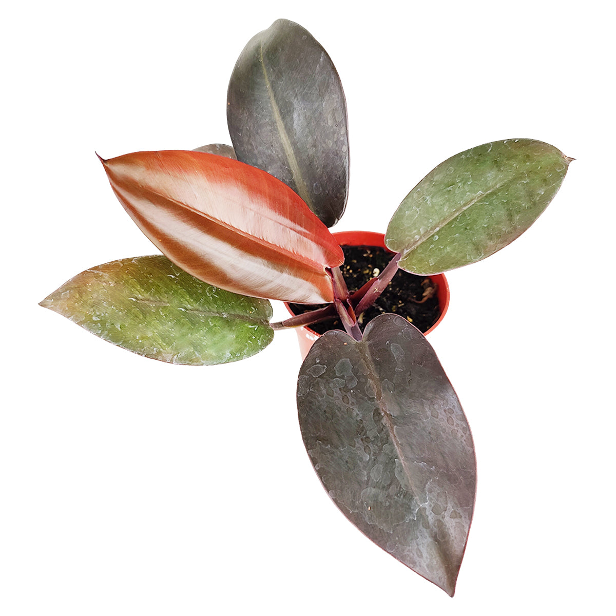 Philodendron Rojo Congo, Colorful Foliage Houseplants, Indoor Houseplants, Easy Care Houseplants, Air Purifying Houseplants