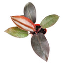 Philodendron &#39;Congo Rojo&#39;, 6 inch Philodendron &#39;Congo Rojo&#39;, 6 inch houseplants, buy plants online, buy plants in ca, live plants near me