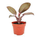 Philodendron &#39;Congo Rojo&#39;, 6 inch Philodendron &#39;Congo Rojo&#39;, 6 inch houseplants, buy plants online, buy plants in ca, live plants near me