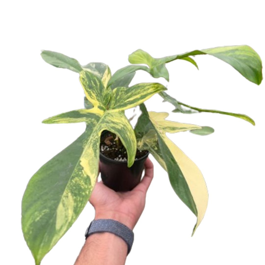 buy philodendron florida beauty variegated live houseplant 4" pot online, deeply lobed dark green leaves with creamy white chimeric variegation, semi-glossy leaf texture, upright climbing growth form with aerial roots, requires moss pole support, high humidity tropical aroid, a bold statement piece for plant shelves or living room displays, a coveted gift for rare plant collectors and aroid enthusiasts