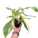 4" pot philodendron florida beauty variegated live houseplant for sale, irregular cream and pale yellow marbling across multi-lobed foliage, vigorous vining growth habit suited to moss pole climbing, each leaf uniquely patterned with no two alike, thrives in bright indirect light with high humidity, a striking tropical centerpiece for modern or bohemian interiors, an exceptional and rare gift for serious houseplant collectors