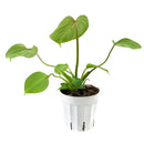 Buy Philodendron Gloriosum Rare Indoor Plants, Rare Velvet Heart-Shaped Leaves Houseplant for sale, Easy Care &amp; Low Maintenance Air Purifying Live Indoor Plant