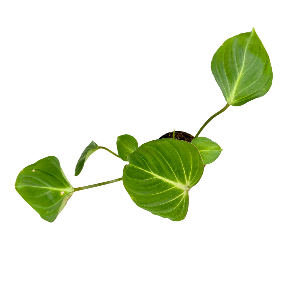 Philodendron gloriosum 4 inch pot for sale, Buy heart-shaped leaves live plant, Houseplant Gifts for Valentine&#39;s Day, Mother&#39;s Day