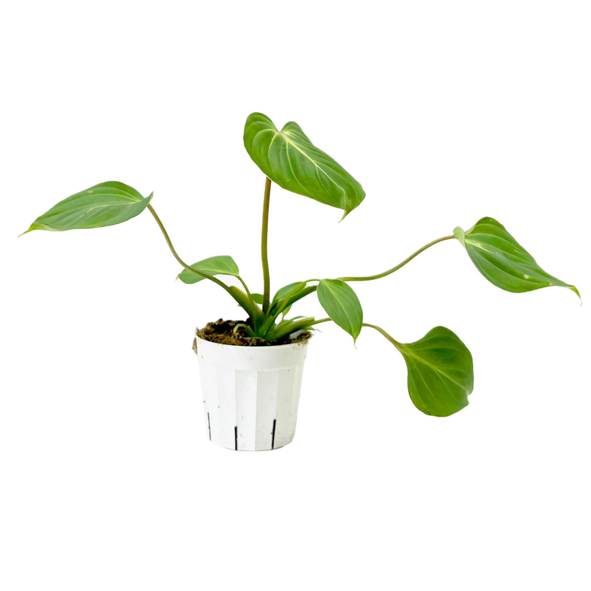 live philodendron plants for sale Philodendron Gloriosum Heart-shaped Leaves, Easy Care Indoor Plants 6" Pot by Succulents Box