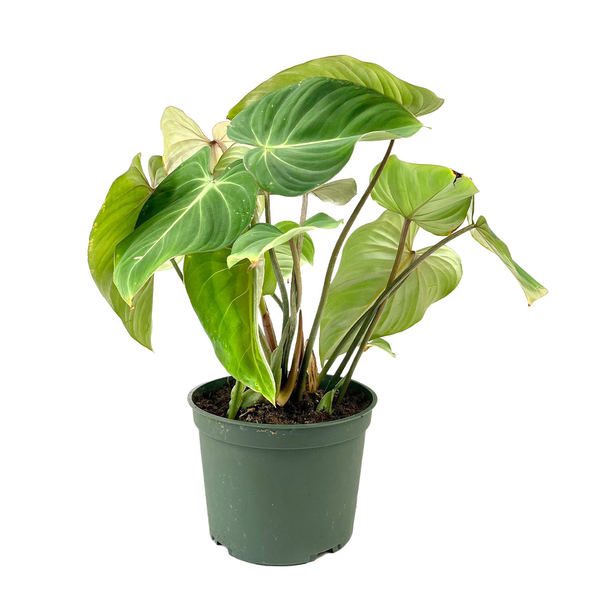 philodendron gloriosum for sale Philodendron Gloriosum Heart-shaped Leaves, Easy Care Indoor Plants 6" Pot by Succulents Box