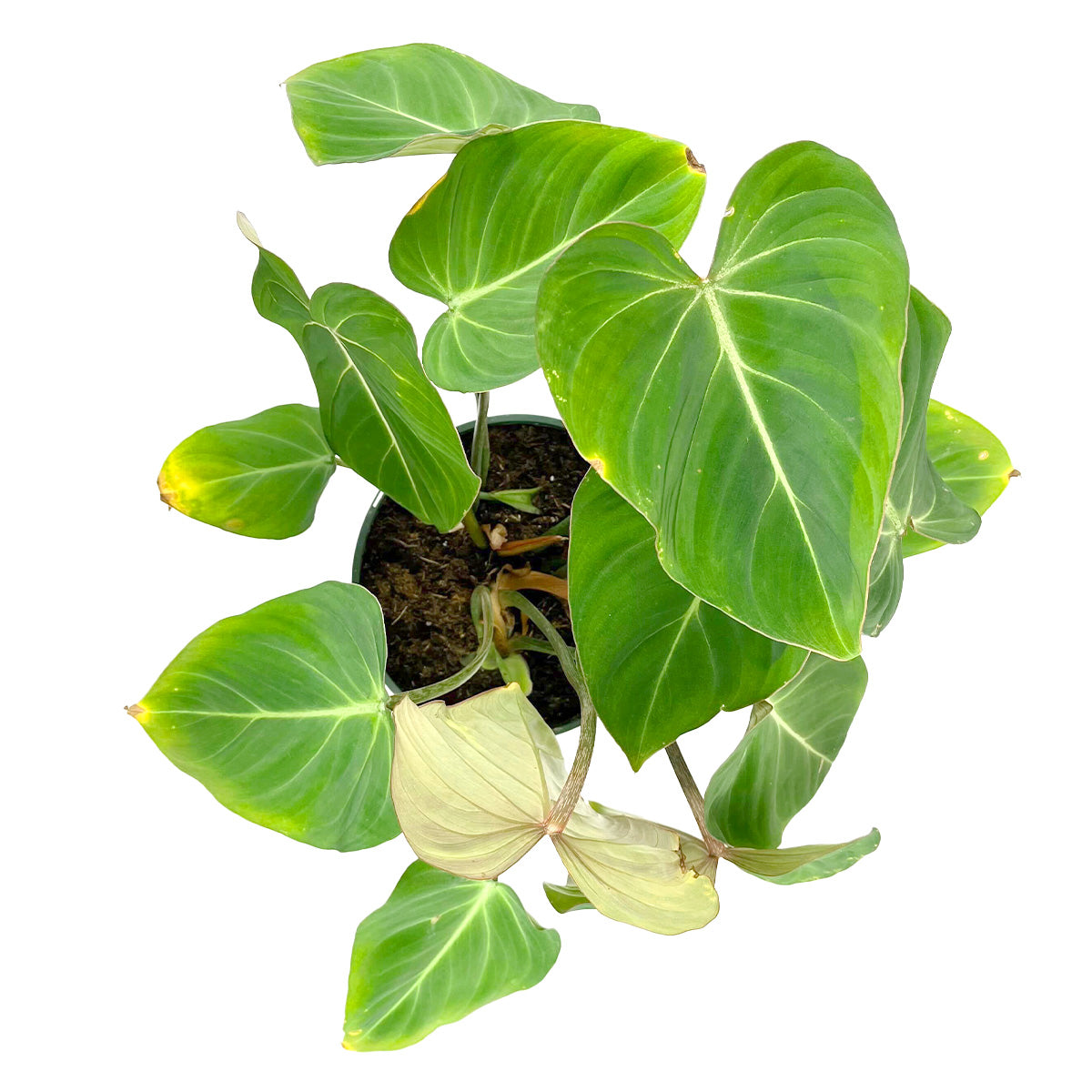 Buy Philodendron Gloriosum heart-shaped leaves Plant, Striking foliage indoor plant for Home Office, Mother&#39;s Day Plant Gifts