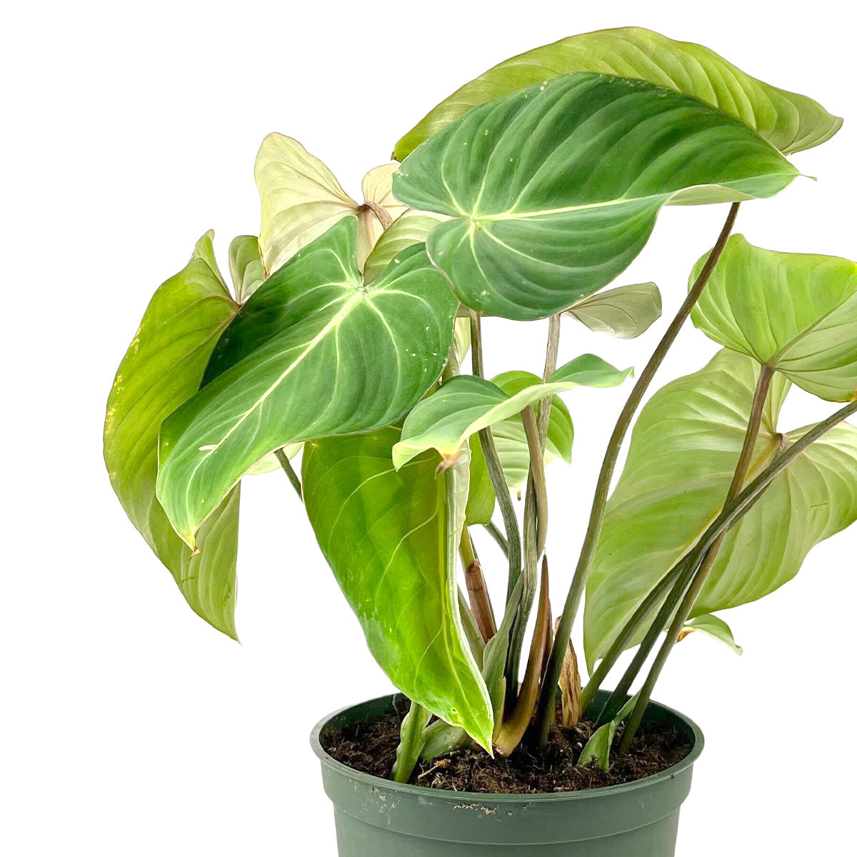 6 inch Philodendron Gloriosum in Grower Pot for sale, Unique Valentine Plant Gifts, Beautiful heart-shaped leaves plant for Mother&#39;s Day