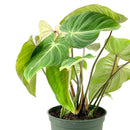 Buy Philodendron Gloriosum Rare Indoor Plants, Rare Velvet Heart-Shaped Leaves Houseplant for sale, Easy Care &amp; Low Maintenance Air Purifying Live Indoor Plant