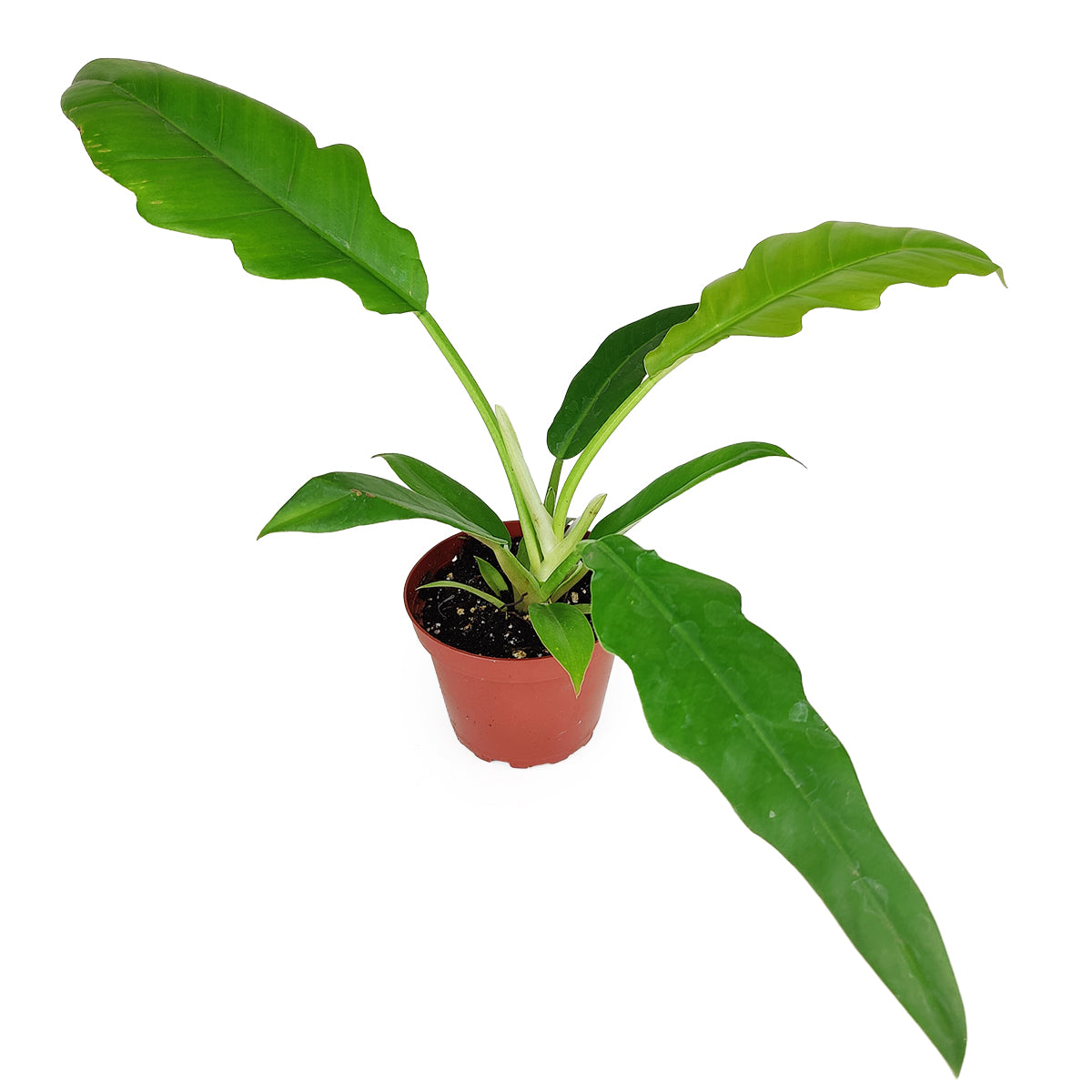 Philodendron Jungle Boogie - How to Care for Philodendron Jungle Boogie -  Succulents Box