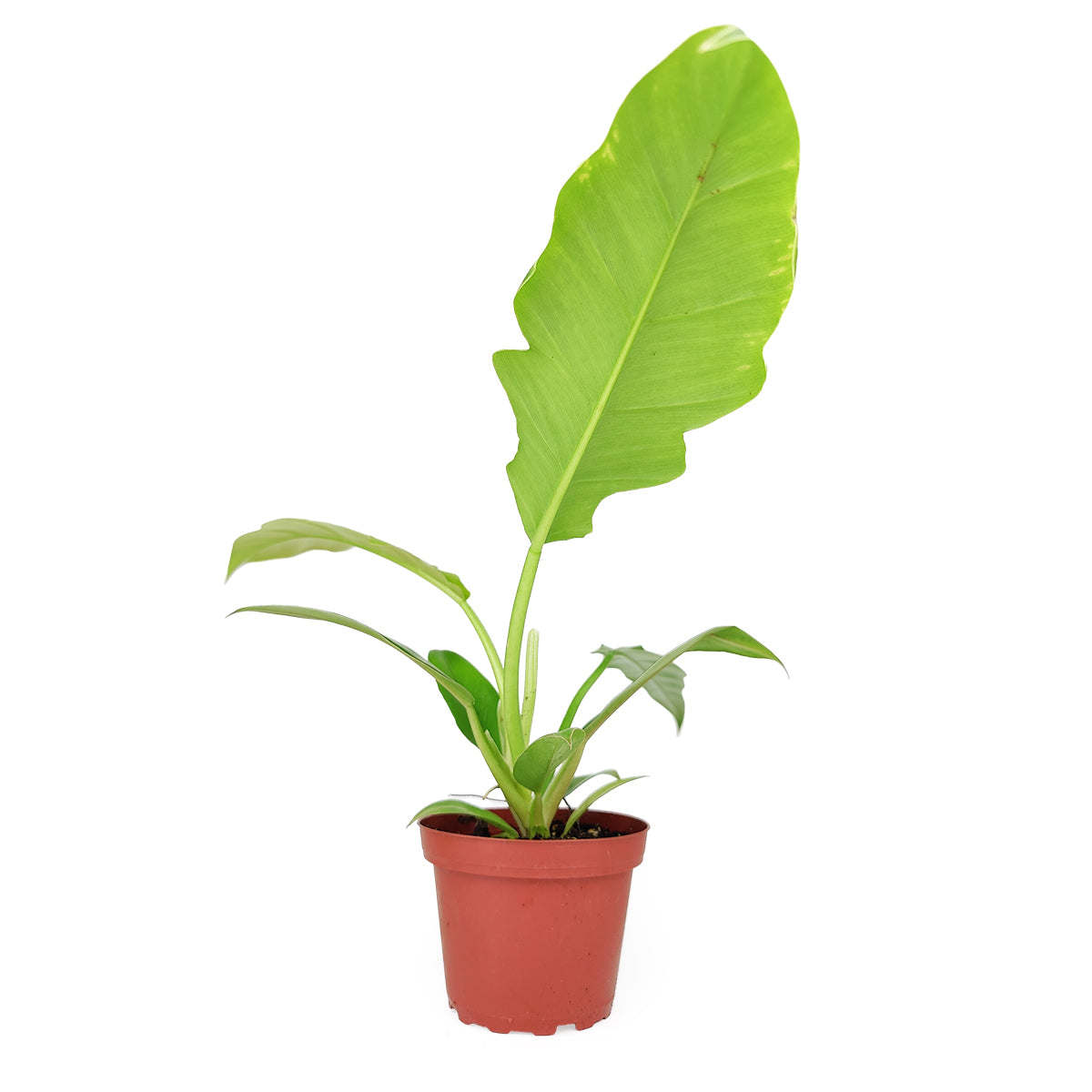 philodendron jungle boogie light Philodendron Jungle Boogie - How to Care for Philodendron Jungle Boogie