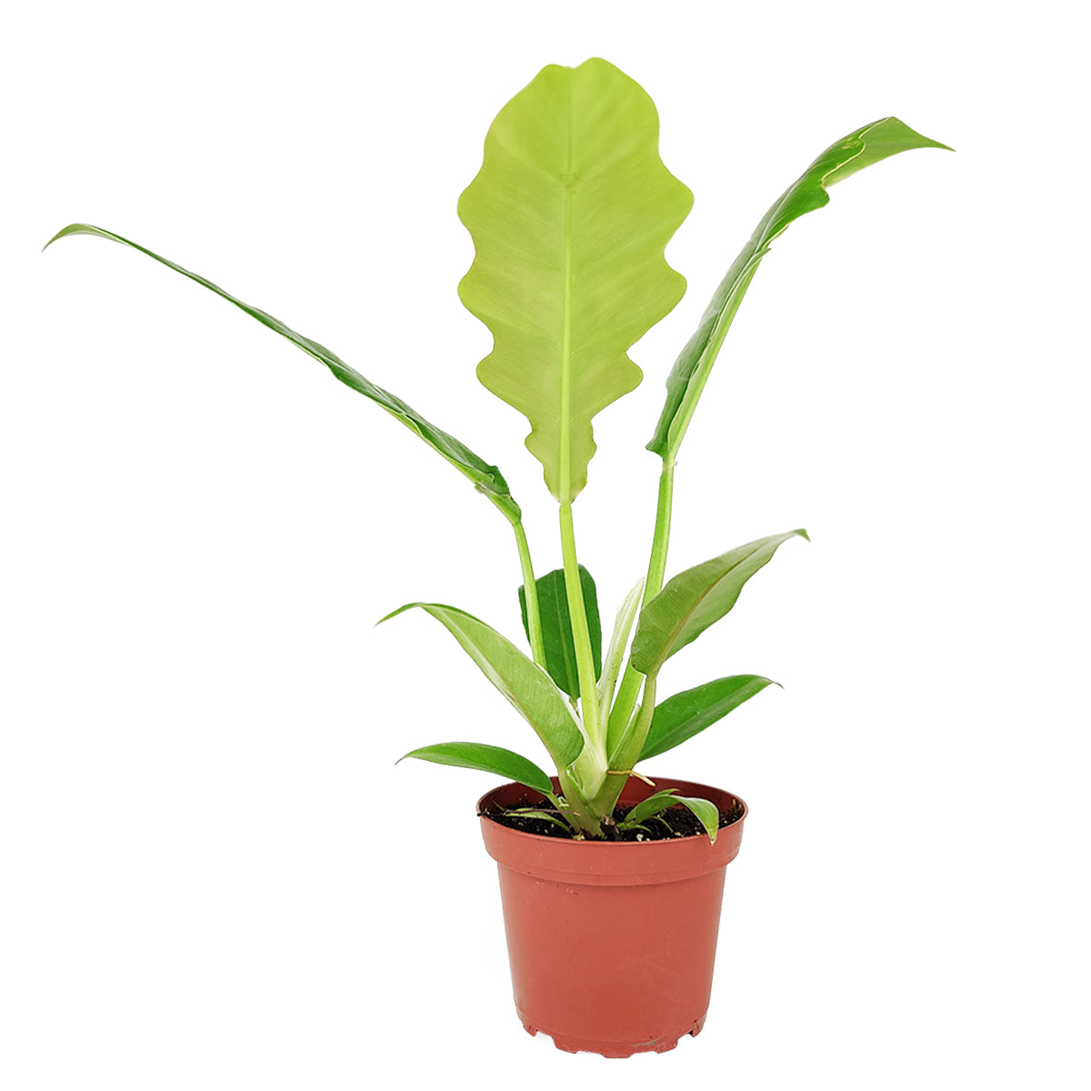 Philodendron Jungle Boogie, Indoor Houseplants, Best Houseplants for Beginners, Easy Care Houseplants, How to Care for Philodendron Jungle Boogie